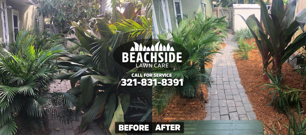 beachside lawn care before after indialantis weeding tree trimming yard cleanup mulch installation