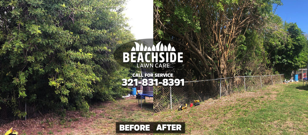 Beachside Lawn Care before after Merritt Island tree trimming yard cleanup